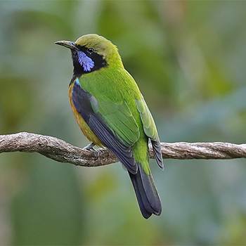 Orange-bellied Leafbird