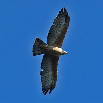 Oriental Honey-buzzard