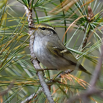 Pallas's Leaf Warbler