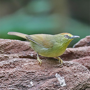 Pin-striped Tit-babbler