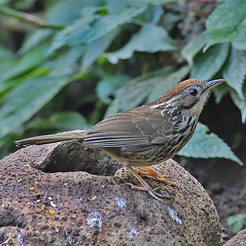 Puff-throated Babbler