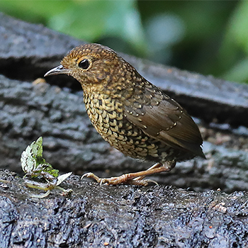 Pygmy Cupwing