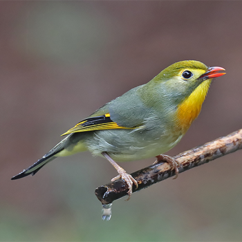 Red-billed Leiothrix