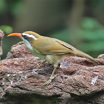 Red-billed Scimitar-babbler