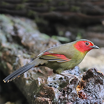 Red-faced Liocichla
