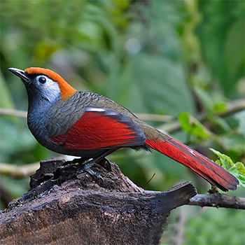 Red-tailed Laughingthrush
