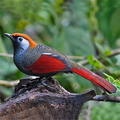 Red-tailed Laughingthrush
