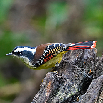 Red-tailed Minla