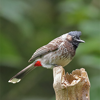 Red-vented Bulbul