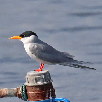 River Tern