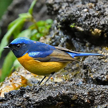 Rufous-bellied Niltava