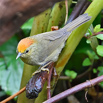 Rufous-capped Babbler