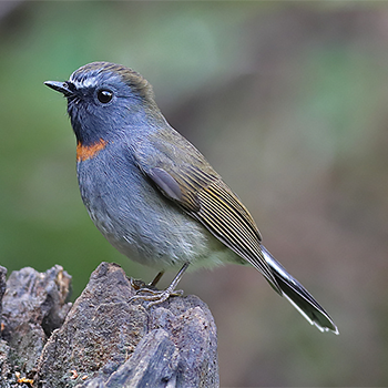 Rufous-gorgeted Flycatcher