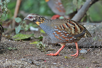 Rufous-throated Partridge
