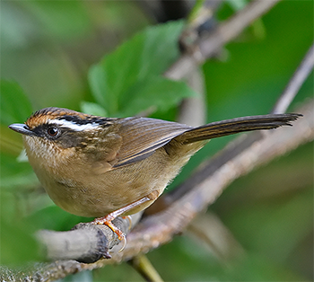 Rusty-capped Fulvetta