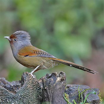 Rusty-fronted Barwing
