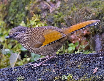 Scaly Laughingthrush