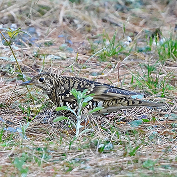 Scaly Thrush