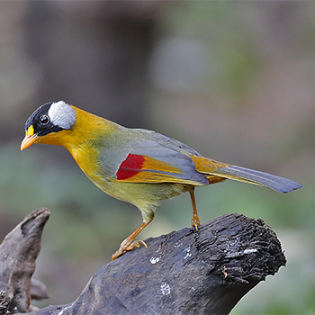 Silver-eared Mesia