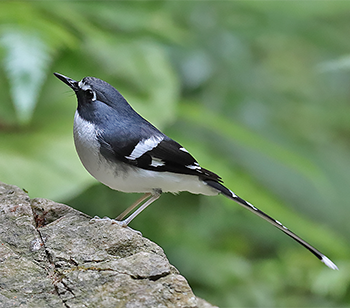 Slaty-backed Forktail