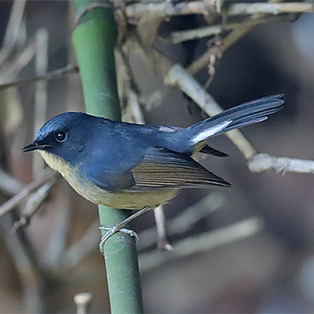 Slaty-blue Flycatcher