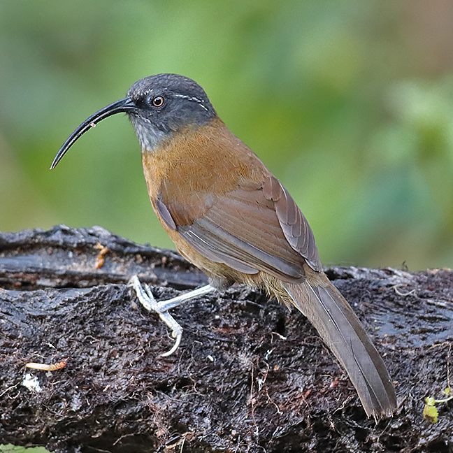 Slender-billed Scimitar-babbler