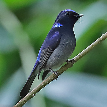 Small Niltava
