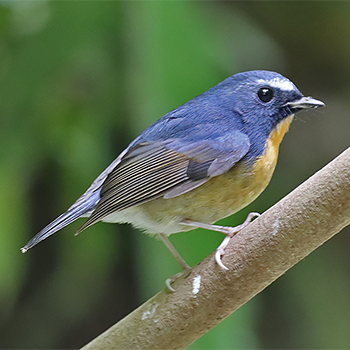 Snowy-browed Flycatcher