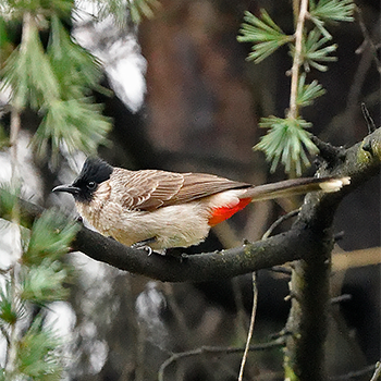 Sooty-headed Bulbul
