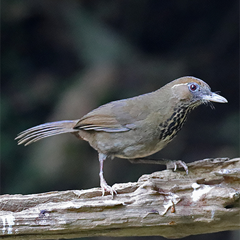 Spot-breasted Laughingthrush