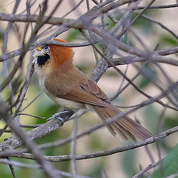 Spot-breasted Parrotbill