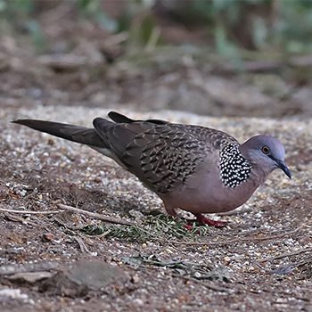 Spotted Dove