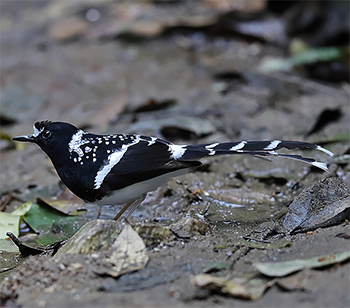 Spotted Forktail