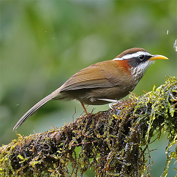 Streak-breasted Scimitar-babbler