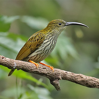 Streaked Spiderhunter