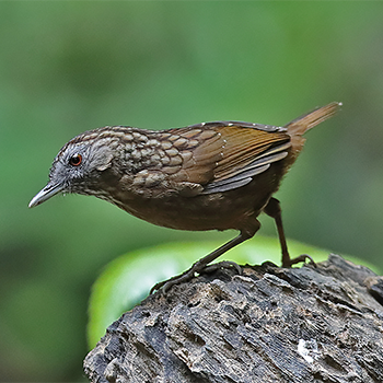 Streaked Wren-babbler