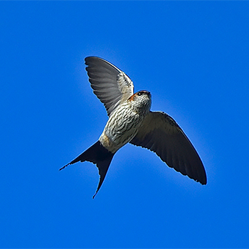 Striated Swallow
