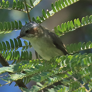 Striated Yuhina