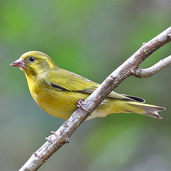 Tibetan Serin