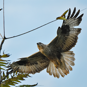 Upland Buzzard