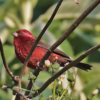 Vinaceous Rosefinch