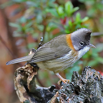 Whiskered Yuhina