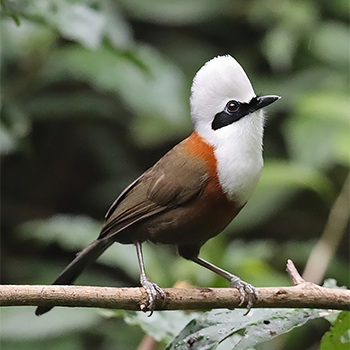 White-crested Laughingthrush