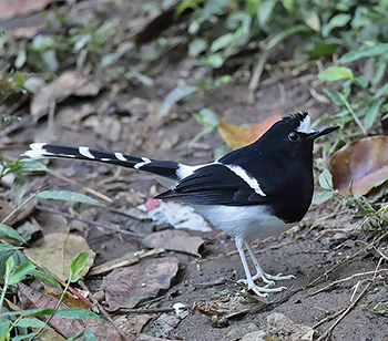 White-crowned Forktail