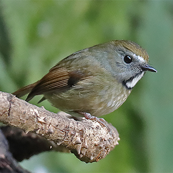 White-gorgeted Flycatcher