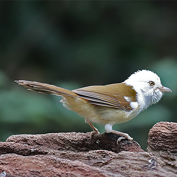 White-hooded Babbler