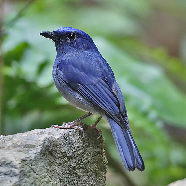 White-tailed Flycatcher