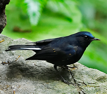 White-tailed Robin