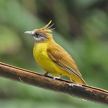 White-throated Bulbul