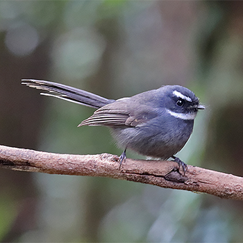 White-throated Fantail